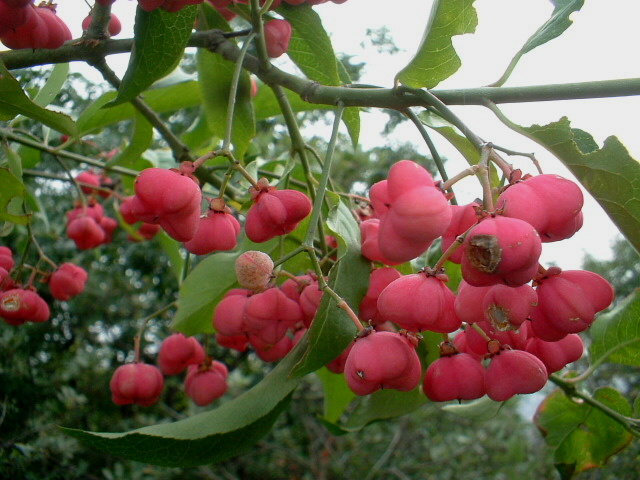 Rosso d''autunno